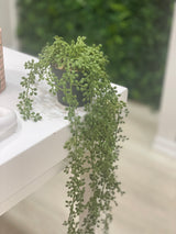 String of Pearls with Pot