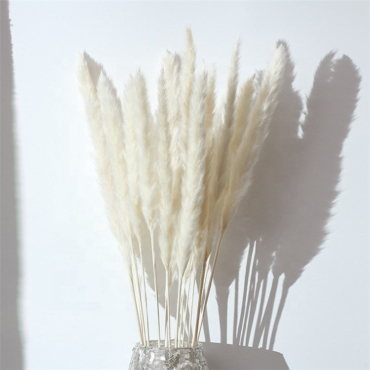 White Natural Dried Reed Pampas